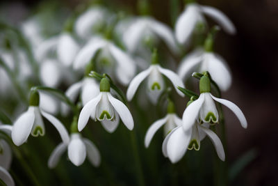 Beautiful nature blurred background with fresh snowdrop flowers in early spring. galanthus nivalis