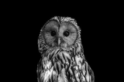 Close-up portrait of owl against black background