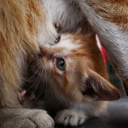 Beauty of nature. mum cat sit quietly to feed her child.