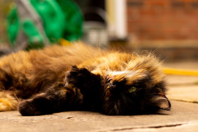 Close-up of a cat sleeping