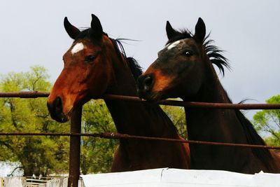 Close-up of horses against sky