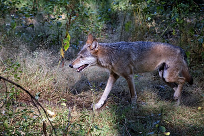 Side view of lion in forest