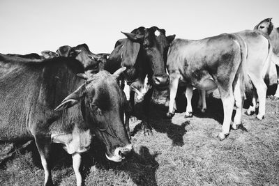 Cows on field against clear sky