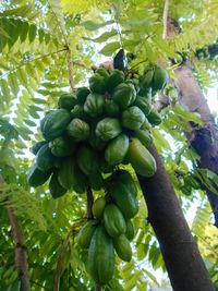 Low angle view of fruits growing on tree