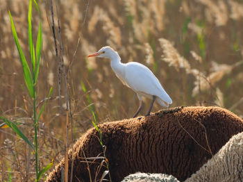 Bird perching on a land