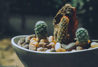 Many type of. cactus in white pot