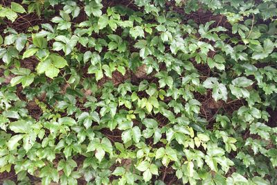 Full frame shot of ivy growing on plant