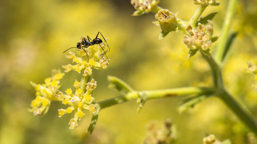 Close-up of bee pollinating on flower