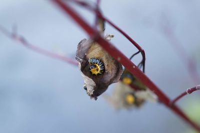 Close-up of bee on leaf