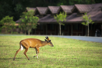 Barking deer walking in a field grass at khao yai national park, thailand