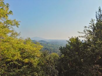 Scenic view of forest against sky