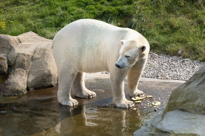 View of polar bear drinking water from rock