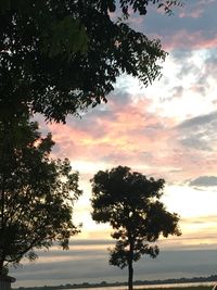 Low angle view of silhouette trees against sky during sunset