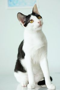 Portrait of cat sitting on white background