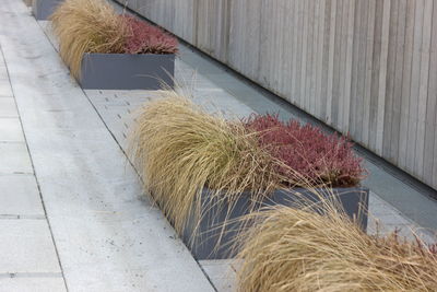 High angle view of hay bales on dry grass