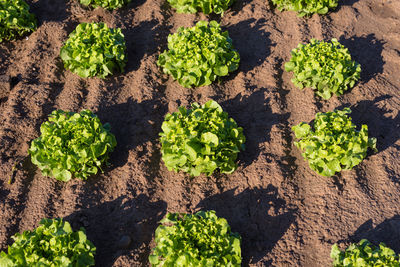 High angle view of fresh green plants