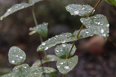 Close-up of raindrops on leaves during rainy season