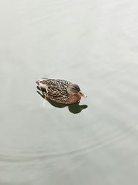 High angle view of bird swimming in lake