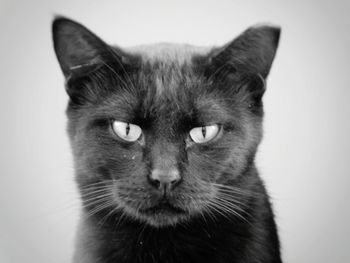 Close-up portrait of cat against white background