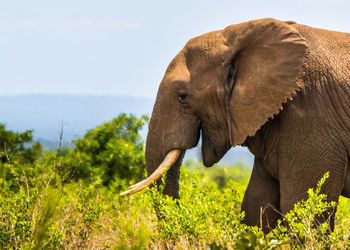 Side view of elephant on landscape against sky