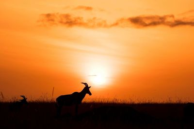 Scenic view of landscape at sunset