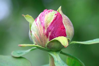 Close-up of pink flower bud