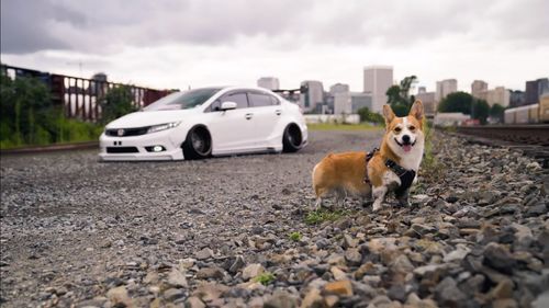 Portrait of a dog in car