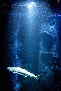 View of fish swimming in sea