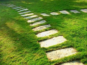 High angle view of grass