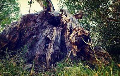 Low angle view of tree trunk