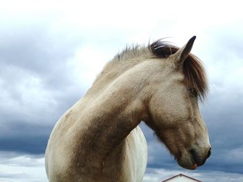 Close-up of horse against sky