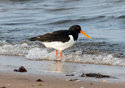 Bird perching on a beach