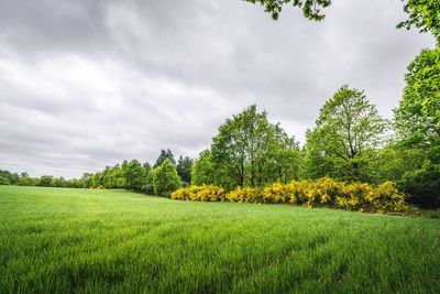 Scenic view of green field and trees against sky