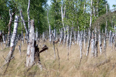 View of trees in forest