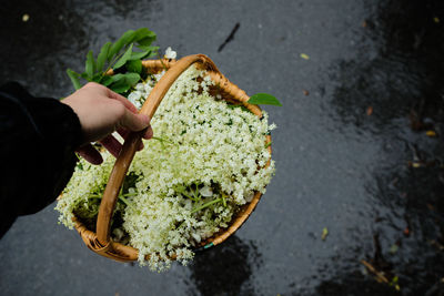 High angle view of person holding basket of elderflower