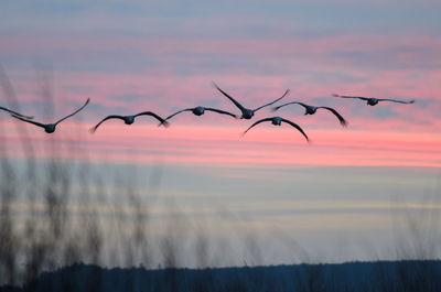 Low angle view of birds flying against sky during sunset