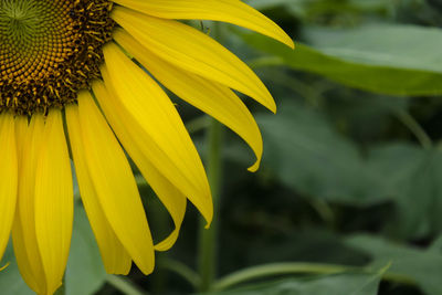 Close-up of sunflower