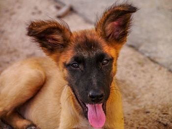 Close-up portrait of dog