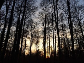 Low angle view of silhouette bare trees in forest