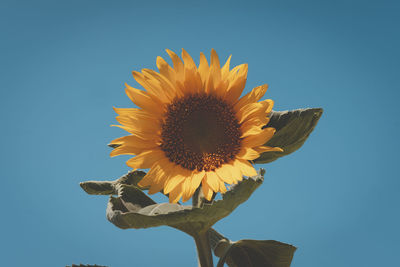 Low angle view of sunflower against clear blue sky