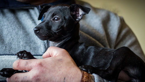 Midsection of man holding puppy