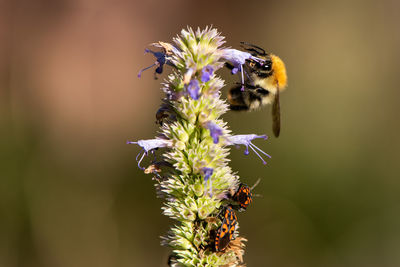 Close-up of bee pollinating on flower