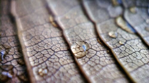 Full frame shot of dried leaf