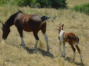 Horses in a field