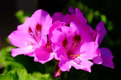 Close-up of pink flowers blooming outdoors