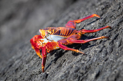 Close-up of insect on rock