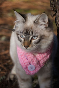 Close-up portrait of a cat