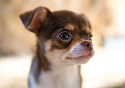 Close-up of dog