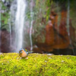 Bird perching on a moss