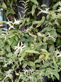 Full frame shot of plants